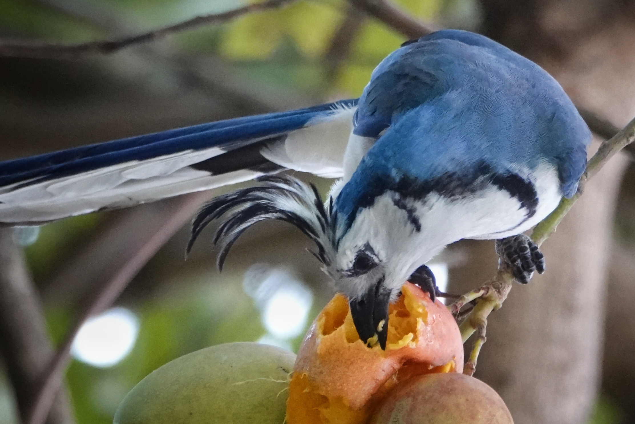 Oiseau bleu se nourrissant